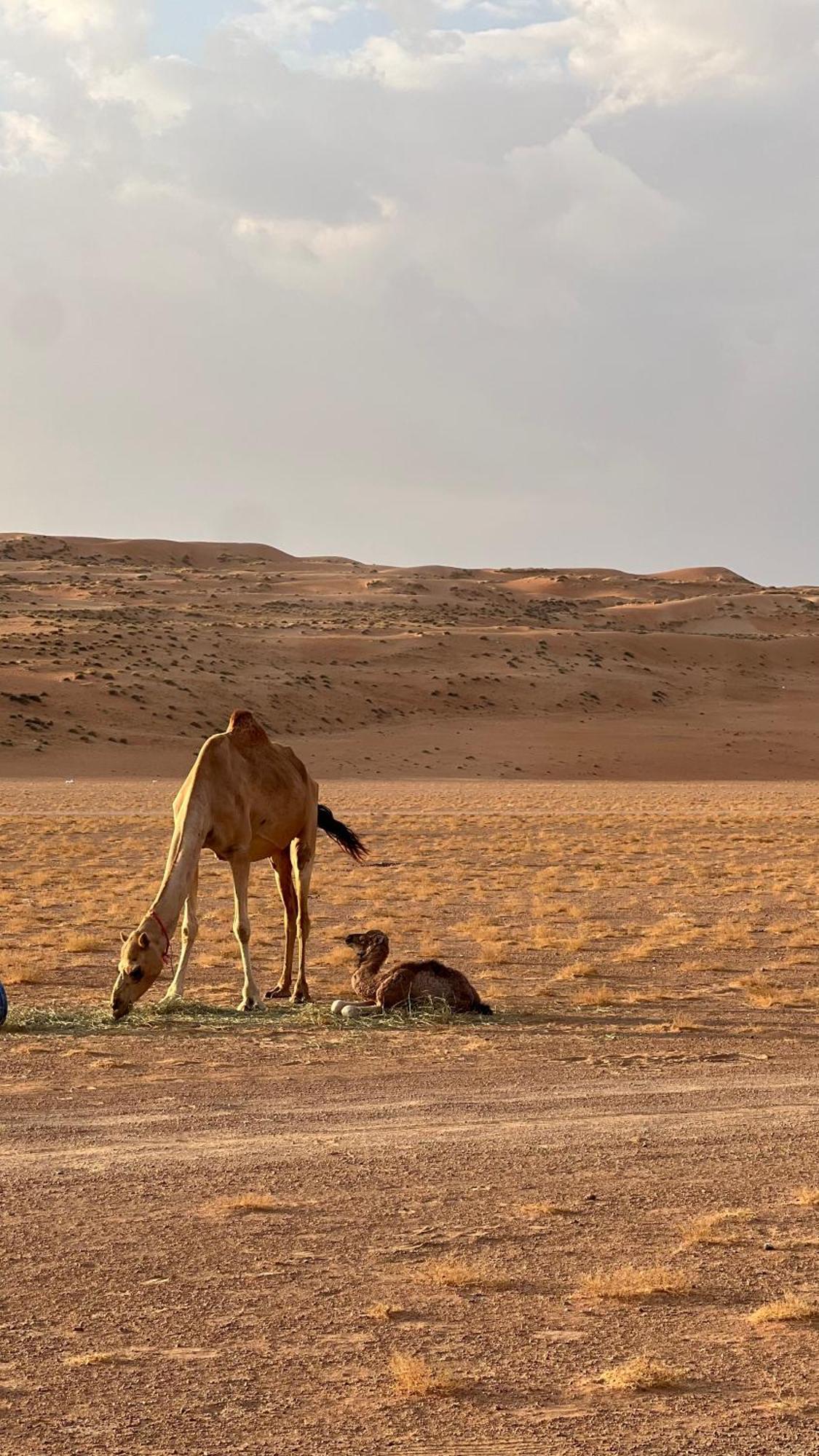 Adventurer Camp Hotel Al Wasil Bagian luar foto